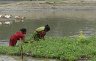 tn_pa11.jpg - <p><strong>Floating Gardens</strong></p>
<p>Tara received training to build and grow a floating garden.  During the last monsoon, she had enough food for her family.  She sold the extra vegetables that she produced.  There is little food in the markets during the monsoon as few people can grow crops, so her vegetables are in great demand.</p>